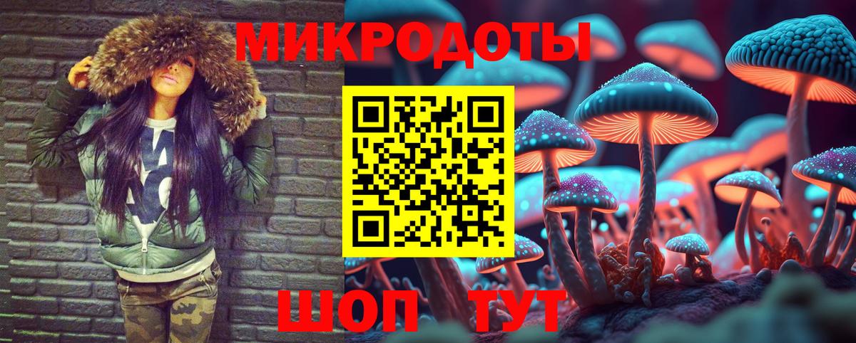Галлюциногенные грибы Psilocybe Ефремов